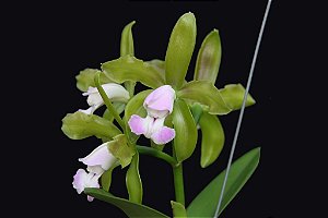 Cattleya Leopoldii (Lilacina x Alba) - *Black Friday*