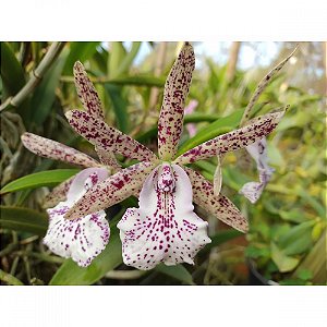 Bc. Hippodamia - Pré Adulta (Limitada)