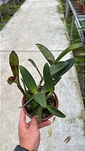 Cattleya (Royal Cognac x Rustic Spots) 6 - 2 Frentes (Botao)