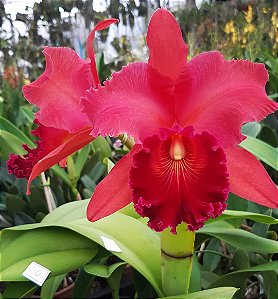 Blc. Mirian Suzuki 'Vivacious' - Botao