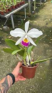 Cattleya Gigas Semi Alba Atropurpurea 3 - Florida