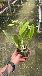 Cattleya Gigas Semi Alba Atropurpurea 4 - 2 Frentes com Botoes