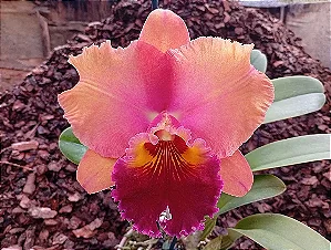 Blc. Mirian Suzuki 'Rotunda' 11 - 2 Botoes