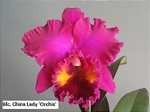 Blc. China Lady 'Orchis' - Botoes Subindo