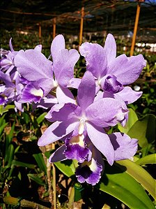 Cattleya Portia Coerulea 'Baronesa' 2 - Brotacao