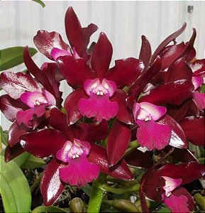 Cattleya Netrasiri Waxy 'Jairung' 10 - Botoes Subindo