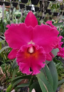 Blc. Village Chief Armani - Botoes Subindo