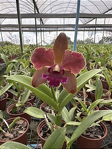 Cattleya Tatarown - Adulta