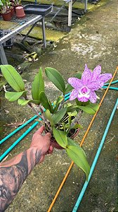 Cattleya Marie Haga 'Branca' - 2 Flores + Vaso Cheio