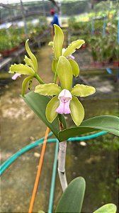 Cattleya Leopoldii (Lilacina x Alba) 2 - 3 Flores (Lisa)