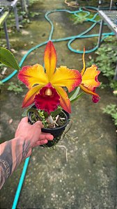 Blc. Suzuki's Red Flare Nagase 5 - Espata com Botoes + Brotacao