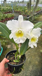 Bc. Pastoral 'Innocence' 1 - 2 Flores Abertas