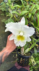 Bc. Pastoral 'Innocence' 2 - 2 Flores Abertas