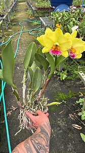 Blc. Memoria Helen Brown 1 - Florida Gigante (Vaso 15)