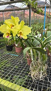 Blc. Memoria Helen Brown 2 - Florida Gigante (Vaso 16 sofisticado)
