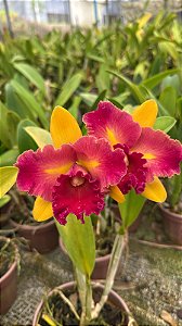 Blc. Nobile's Tropical Sunset 'Kinriu' 1 - 2 Botoes