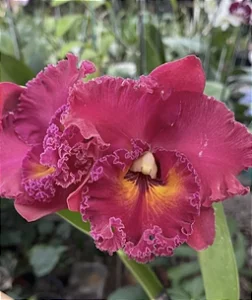 Blc. Mirian Suzuki 'Red Stone' - Espata Floral