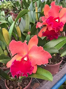 Blc. Naomi Kerns 'Orange Glow' - 3 Espatas Florais