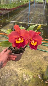 Blc. (Mirian Suzuki x Naomi Kerns) - 2 Flores + Frente com Botao