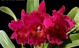 Blc. Chia Lin 'New City' - 2 Espatas