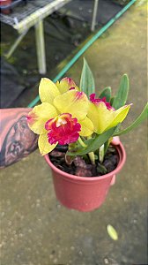 Slc. Ayrton Senna 'Monaco' - Florida