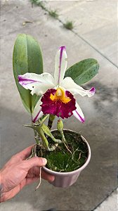 Blc. Ann Cleo Star and Stripes - Florida (Velha)