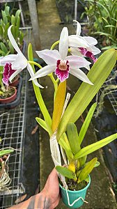 Laelia Purpurata Vinicolor Estriata Flamea - Florida (Pote 10)