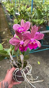 Blc. Durigan Rosada - Florida + Vaso Cheio