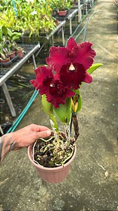 Blc. Rugeley's Mill Mendenhall 2 - Espata Floral (Antiga)