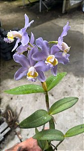Cattleya Harrisoniana Coerulea 7 - 2 Botoes (Vegetal Antigo)