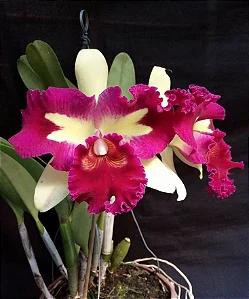 Blc. Prem Fong Yuen 1 - Botoes + Vaso Cheio