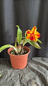 Slc. Ayrton Senna 'Estoril' - 2 Flores