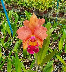 Blc. (Rodrigo Suzuki x Yoshico Suzuki) 'Orange Glow' 1 - Botoes