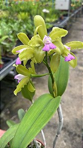 Cattleya Leopoldii Lilacina 'Sem Pintas' - Cacho de flores + Vaso cheio