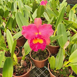 Blc. (Tiago Suzuki x Lisa Ann) - Botoes (Mancha)