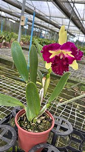 Blc. Prem Fong Yuen - Florida (Otima Forma)