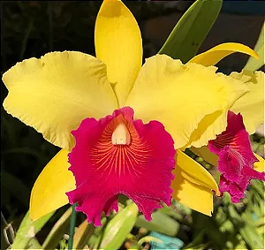 Blc. Alma Kee 'Tipmalee' 1 - Espata Floral