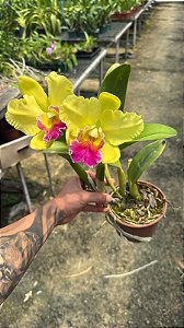 Blc. Memoria Helen Brown - 2 Flores (Olhar Vegetal)