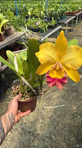 Blc. Rodrigo Suzuki 'Pink Lip' - Florida + Vaso Cheio