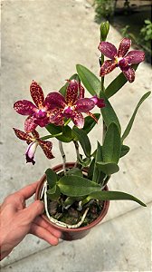 Cattleya (Royal Cognac x Rustic Spots) 1 - Florida (Cor Forte)