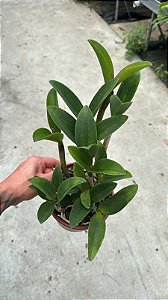 Cattleya (Royal Cognac x Rustic Spots) 6 - 2 Frentes com Espata(Sementeira)