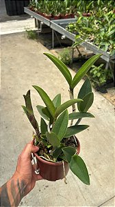 Cattleya (Royal Cognac x Rustic Spots) 11 - Vaso Cheio (Sementeira)