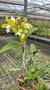 Cattleya Leopoldii Alba 1 - Florida