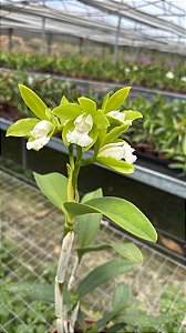 Cattleya Leopoldii Alba 2 - Florida