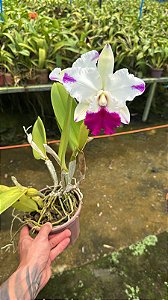 Lc. Dorothy Oka - 2 Flores