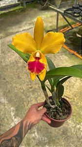 Blc. (Chinese Bronze x Nobile's Ornament) 2 - 1 Flor Mutacao
