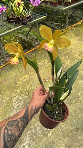 Blc. (Chinese Bronze x Nobile's Ornament) 5 - 2 Frentes com 1 Flor Cada