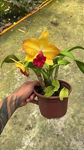 Slc. (Ayrton Senna x Free Spirit) 1 - 2 Flores