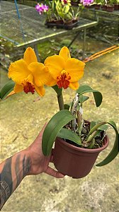 Slc. (Ayrton Senna x Free Spirit) 2 - 2 Flores