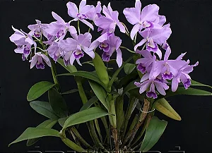 Cattleya Portia Coerulea 'Baronesa' 2 - Vaso Cheio